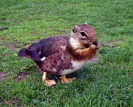 vreemde vogel,raar beest,strange animal - vreemde vogel, strange animal, eekhoornvogel, raar beest