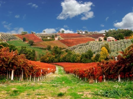 Le Vigne Rosse del Sagrantino - vineyard, nice, autumn, sky, countryside, colorful, lovely, wine, village, clouds, beautiful, grape, grass