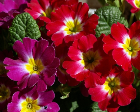 beautiful flowers - flowers, nature, red, beautiful