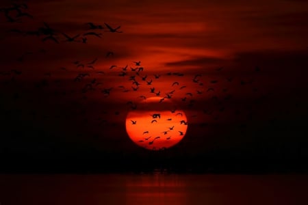 Birds - sunset, sea, bird, birds, fly