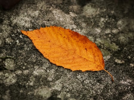 Dead Leaf - simran, rajni, preeti, somu