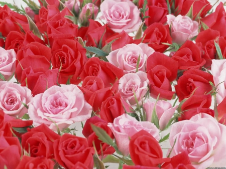 Red & Pink Roses - red, roses, pink, cool