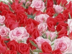 Red & Pink Roses