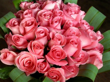 Pink Roses - Pretty, Cool, Pink, Roses