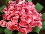 Pink Roses