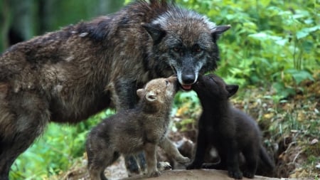 Wolf and Pups - animals, nature, other, entertainment