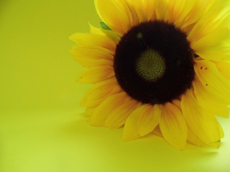 Happy Sunflower - sunflower, sunlight, yellow, happy