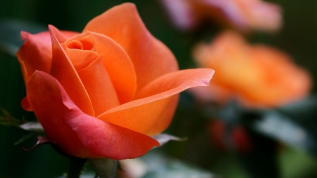 Rose - beautiful, orange, rose, green