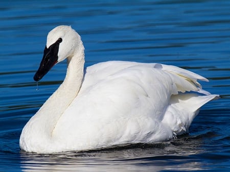 Trumpeter - water, Trumpeter, swan, swim