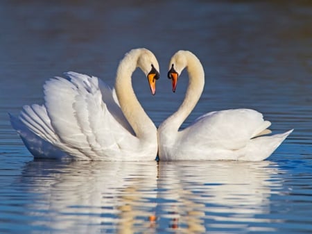 Swans heart - pair, swim, swans, heart, birds