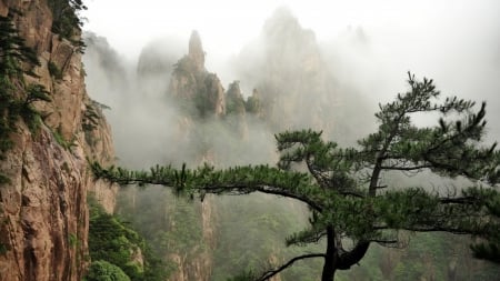 magical tree in a foggy valley scenery - fog, cliffs, mountains, valley, tree