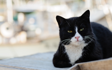 Cat - sleepy, cute, beautiful, cat, sleeping, kitty, cats, hat, cat face, paws, face, animals, pretty, beauty, sweet, kitten, lovely