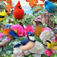 Colorful Birds