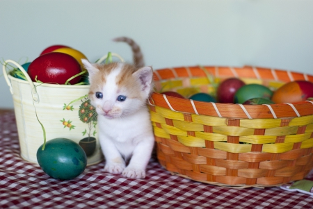 Cat - sleepy, cute, beautiful, cat, sleeping, kitty, cats, hat, cat face, paws, face, animals, pretty, beauty, sweet, kitten, lovely