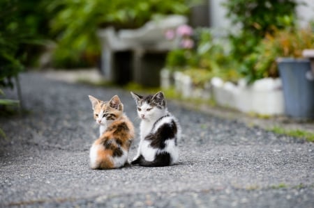 Cat - sleeping, beauty, cat face, hat, animals, sleepy, paws, face, pretty, cute, cat, kitty, lovely, kitten, cats, beautiful, sweet