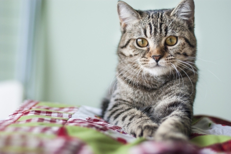 Cat - sleepy, cute, beautiful, cat, sleeping, kitty, cats, hat, cat face, paws, face, animals, pretty, beauty, sweet, kitten, lovely