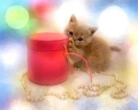 Kitty - bokeh, pet, cord, cute, cat, animals