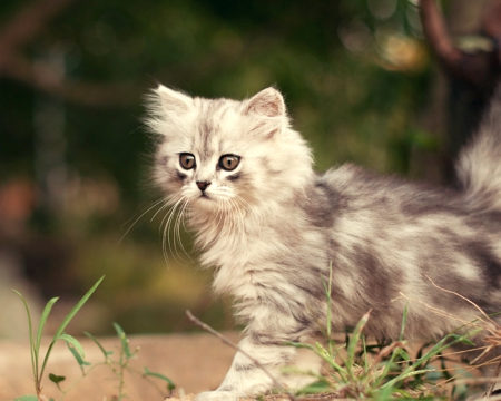 Cat - cat, animals, cute, pet