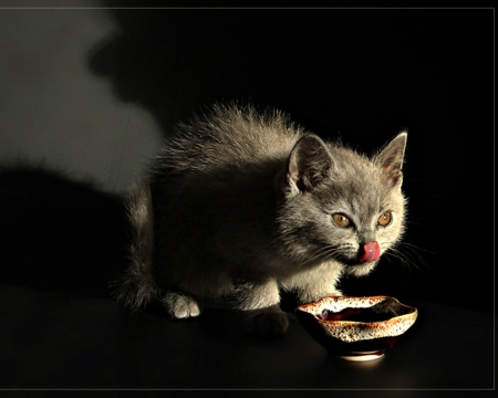 Cute  cat - pet, bowl, cute, cat, animals