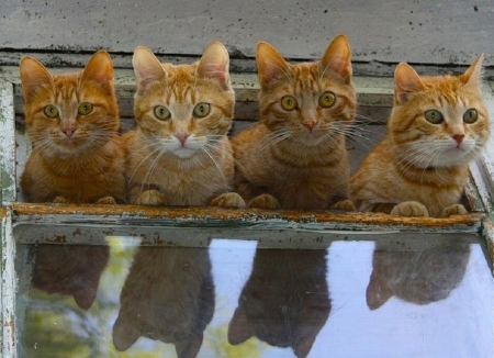 Gang to keep an eye-... - cats, keep an eye, gang, animals