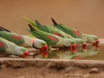 parrots on a water