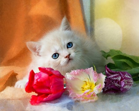 Cute cat - cat, animals, pet, flowers, cute