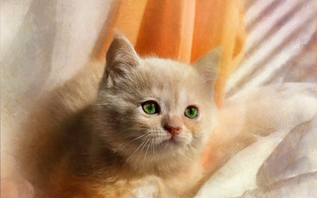 Cute cat - pet, cat, animals, kitty