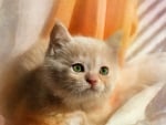 Cute cat