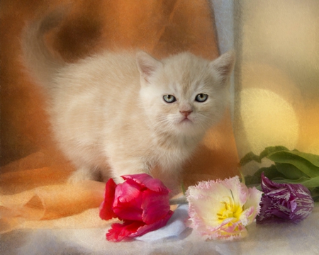 Cute cat - cat, animals, pet, flowers, cute