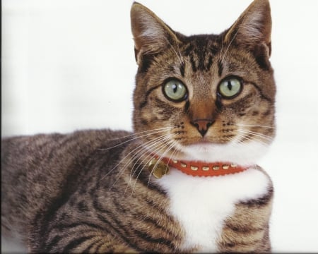 Tabby cat - tabby, paws, cat, cute, collar