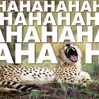 HaHaHa
