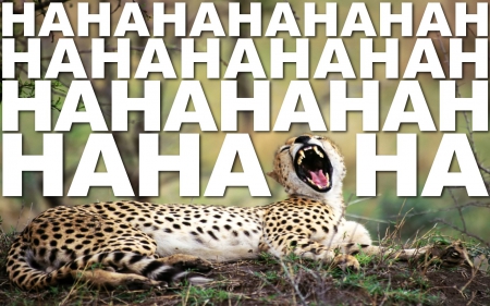 HaHaHa - cheetah, Ha, animal, laugh