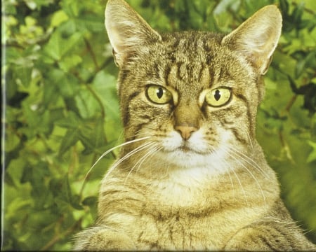 Tabby cat - tabby, paws, cay, cute, outdoors