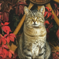 Tabby cat in front of wooden wheel