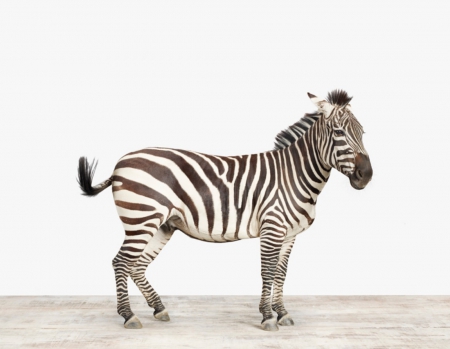 Zebra - animal, zebra, zoo, wild life