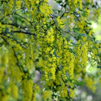 Yellow wisteria