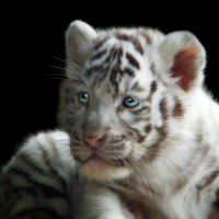 White tiger cub
