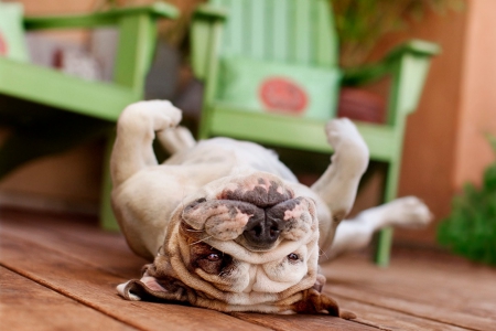 Upside down - dog, pet, puppy, bulldog