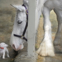 Sparky and sterling