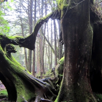 Heart shape tree