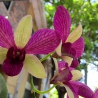 Pretty orchids