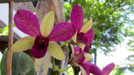 Pretty orchids - beautiful, orchids, pretty, sunny day