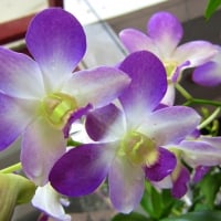 Pretty orchids