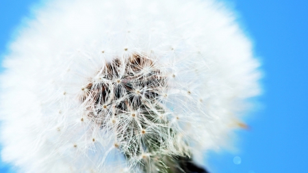 White Dandelion - photo, white, flower, dandelion