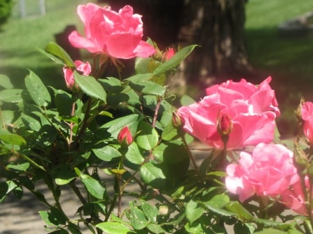 Just Pretty - buds, blossoms, pink, beautiful