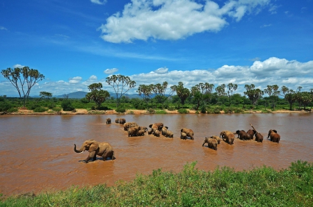 Ewaso Nyiro River in Kenya - animals, river, fun, nature, elephants