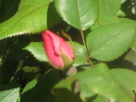 Pink Rosebud - bud, rose, pink, roseleafs