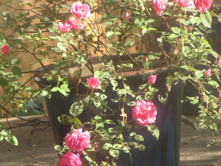 Neighbor's pink Rosebush - roses, green flower pot, pink, other