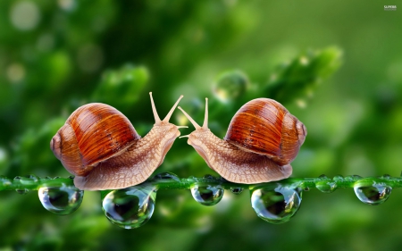 Snail love - animal, nature, love, snail