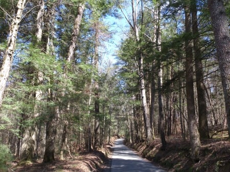 Smokey Mountains - forest, mountains, nature, green